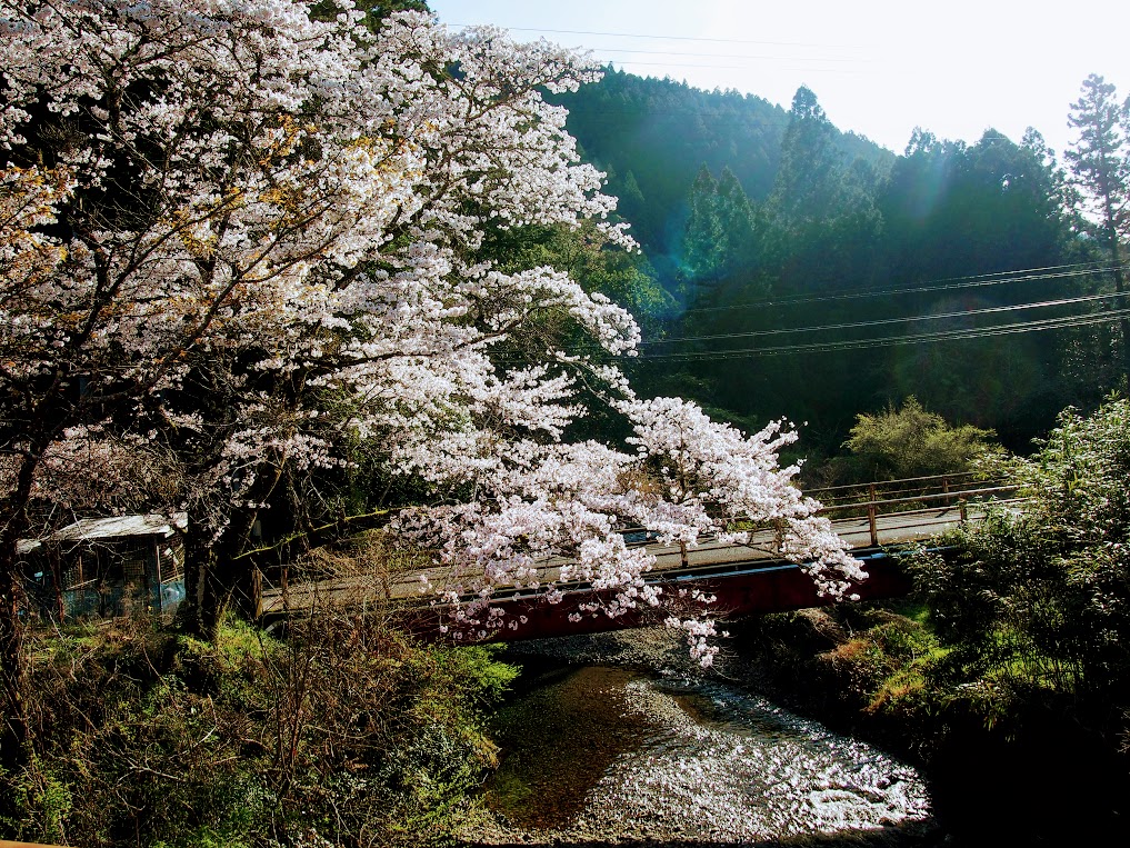 桜も咲いて・・・藍の種蒔き！