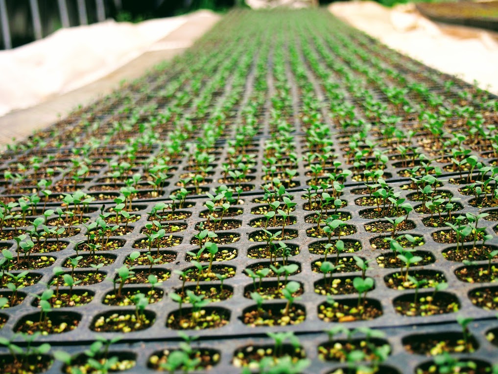 2021年の藍が発芽！/もっと！徳島応援割予約状況