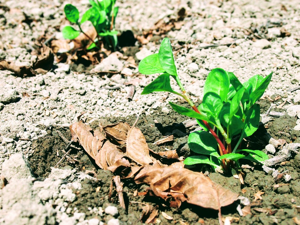 藍の定植始まりました！