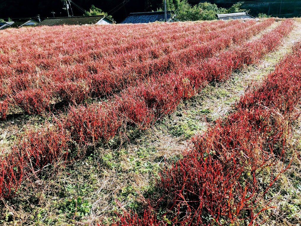 藍栽培　冬のお仕事
