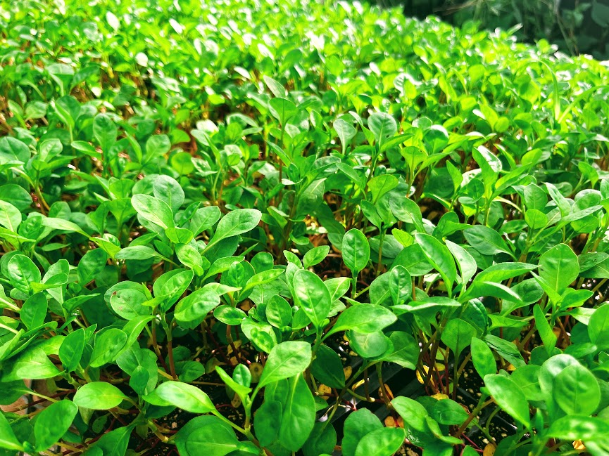 一年分の染料作り。藍の定植！