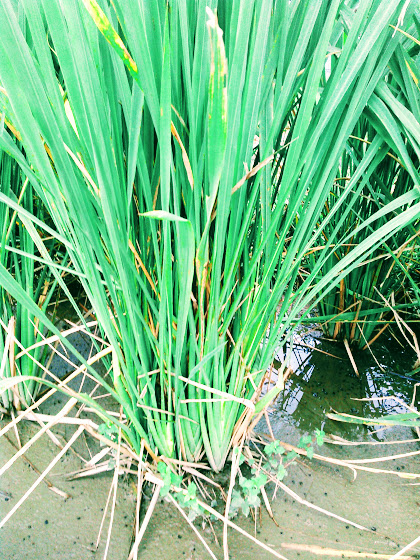 神が宿る草　真菰の泥田  ~Spirits-In-The-Grass      The Richly Muddy Wild Rice Paddy~