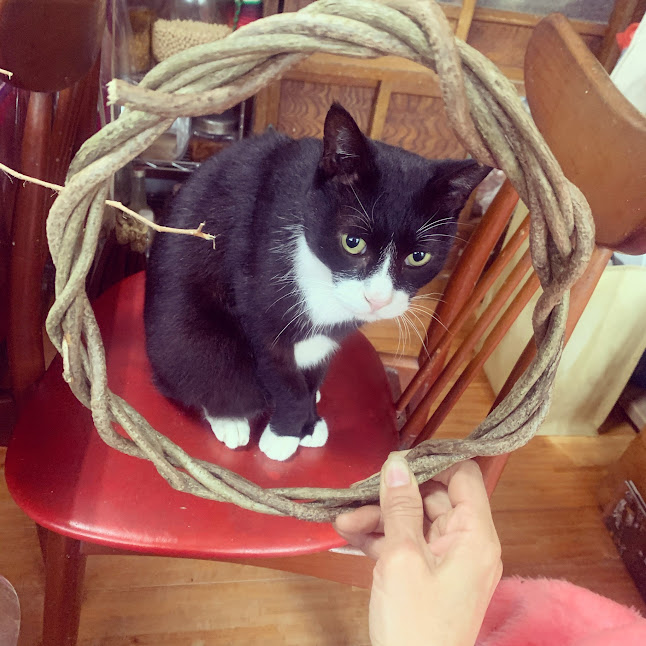 愛猫との別れ。始まりました藍の種蒔き開始！