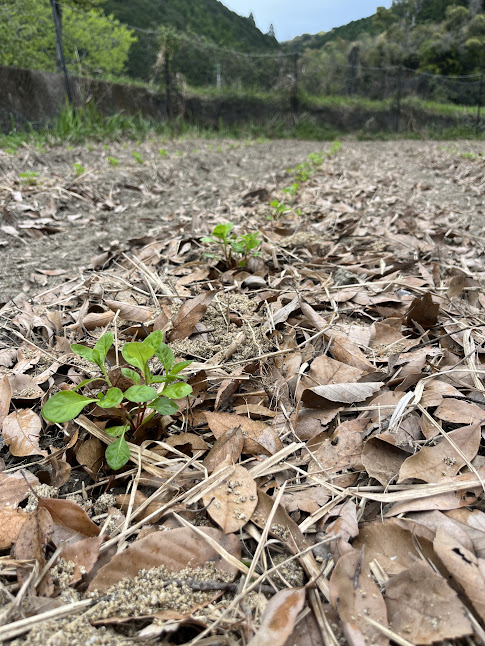 2024年　藍畑定植開始！　ここで藍染したいと思ってもらいたい。