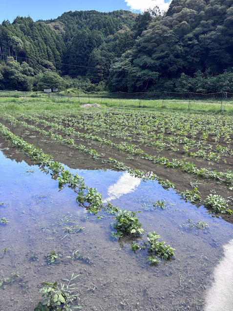 四国梅雨入り/藍畑定植